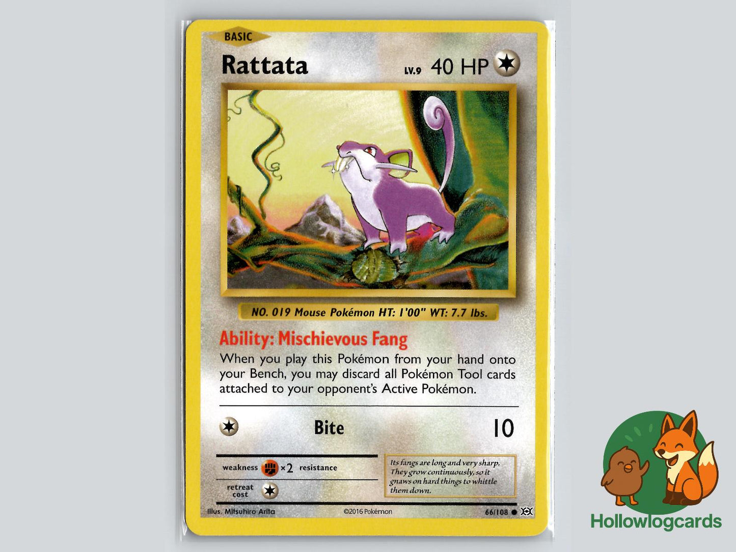 Rattata (66/108) - Evolutions Pokémon Card