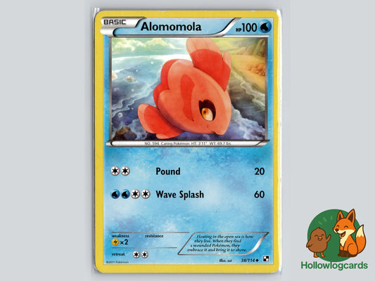 Image of Alomomola Black and White (BLW) #38